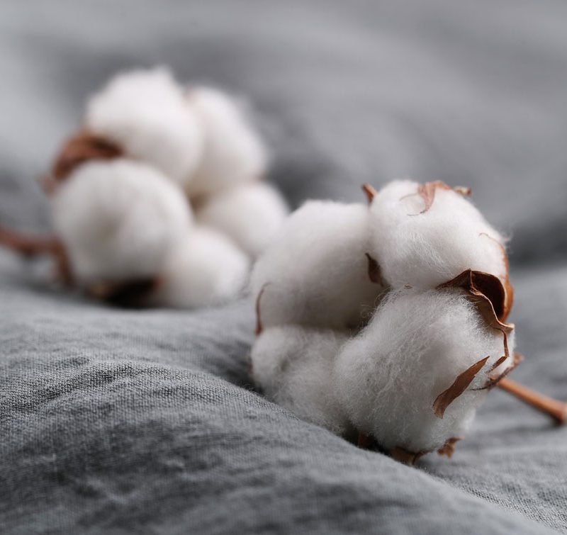 flor de algodão orgânico, produto ideal para a criação de roupas ecológicas